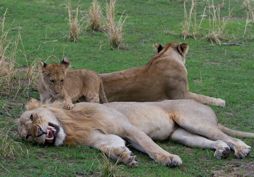 Sleeping Lions.jpg
